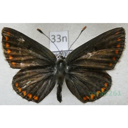 Aricia agestis (Denis & Schiffermüller, 1775) male Modraszek agestis Poland33n